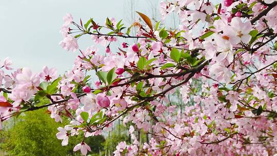 蜂花蜜素材