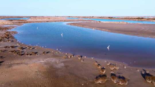 航拍黄河入海口湿地候鸟白鹭