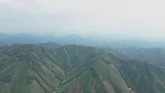 安吉白茶 茶山全航拍