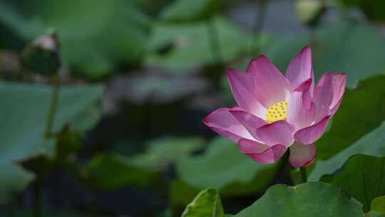 夏天池塘荷花莲花开放夏至立夏