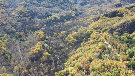 航拍秋天的森林景色
