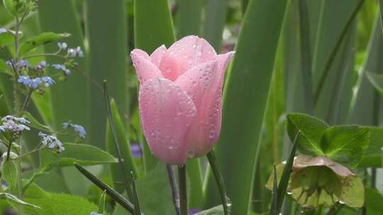 禅 自然 花朵 花卉 自然 实拍视频