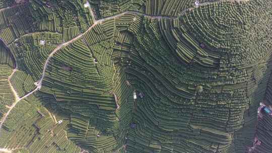 茶叶茶山采茶茶园茶叶红茶绿茶春茶茶叶茶