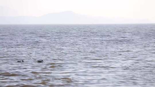 l1野鸭在湿地游