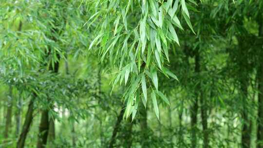 竹林竹叶禅意下雨天唯美空镜