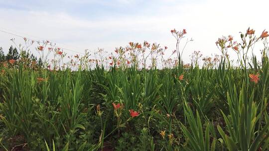 黄花菜种植