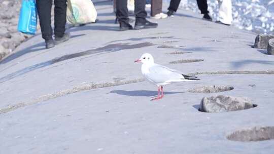 海鸥 海边 海平线 群鸟 大海