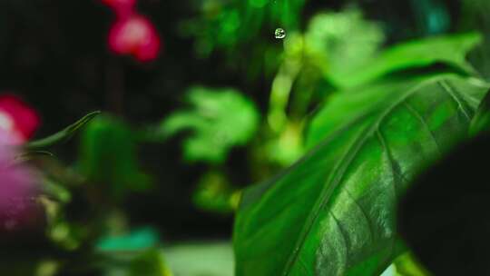 4K-雨滴落向植物叶子的慢镜头