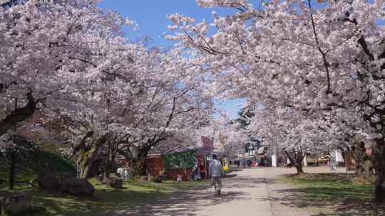 春天唯美治愈白色樱花景区