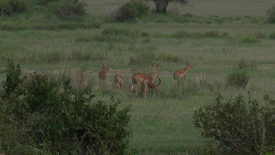 东非坦桑尼亚草原上的羚羊视频素材模板下载