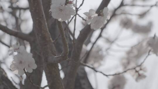 杏花绽放LOG视频素材