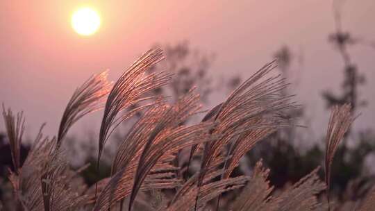 夕阳下的芦苇草