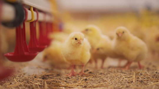 家禽农业养殖小鸡肉鸡4k
