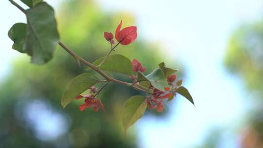 光叶子花 花 三角梅 簕杜鹃