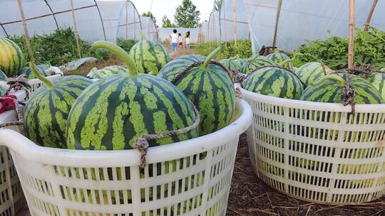 西瓜种植基地视频素材模板下载