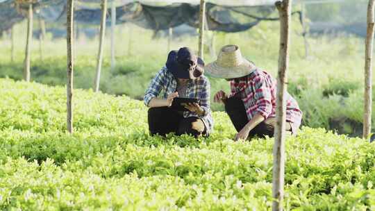 泰国菜，农民，种植园，平板电脑