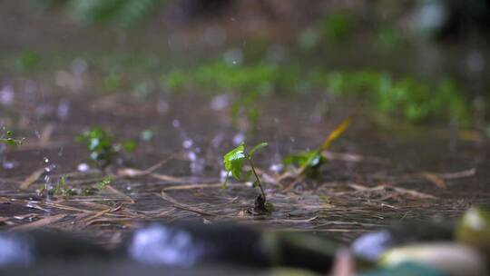 暴雨中的小植物视频素材模板下载