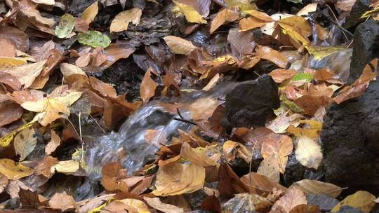秋叶间流淌的水