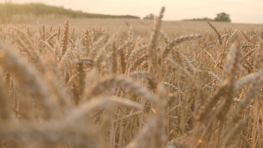 麦田里的小麦