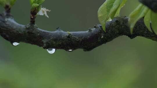 春天，嫩芽，春雨淋树叶，雨中视频素材模板下载