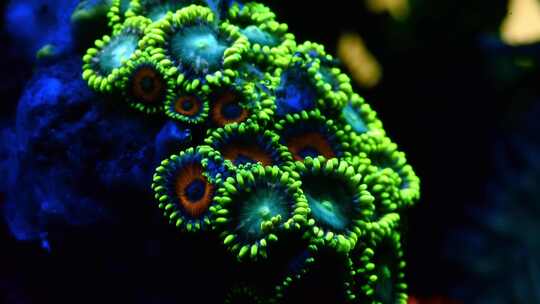 海底生物珊瑚纽扣珊瑚