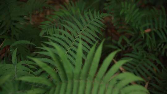 蕨类植物特写