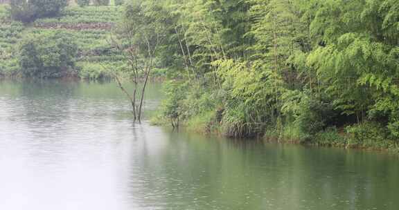 美丽的水边竹林竹海