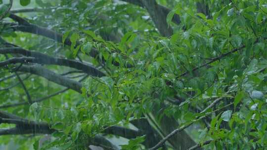 树林 下雨 雨季 树叶 树枝