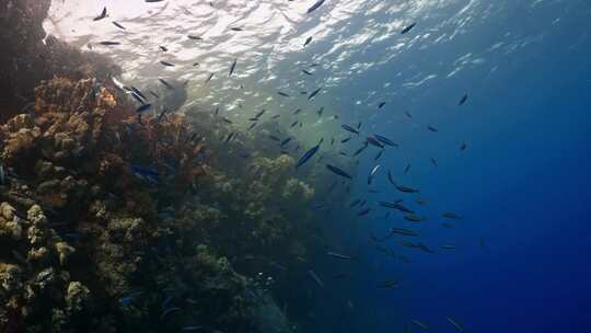 珊瑚、珊瑚礁、鱼类、海洋生物