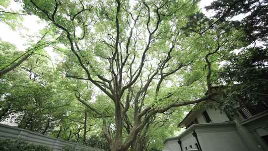 百年樟树