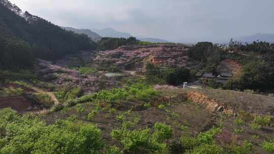 福建福州罗源湾樱花园航拍