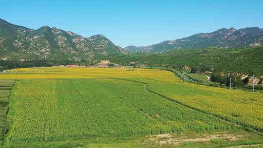 4K航拍向日葵花海    田野 农业种植