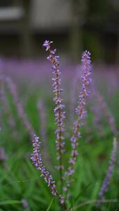 4K花草植物素材——山麦冬