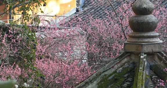 浙江天台国清寺隋梅绽放古建筑局部特写