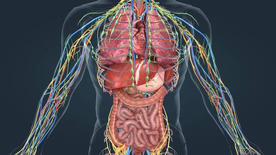 医学 人体 器官 肺脏 肝脏 肾脏 肠胃