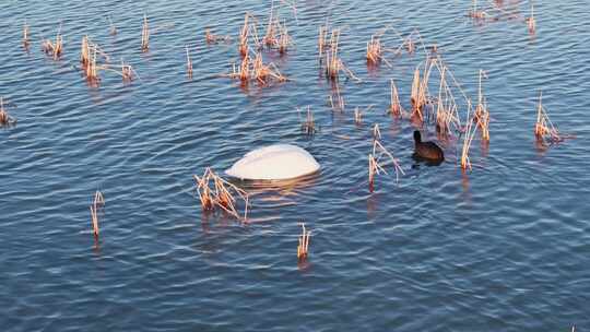 东营黄河入海口湿地鸟类