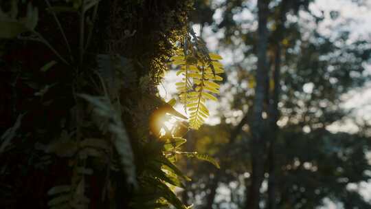 阳光穿过森林意境实拍视频素材模板下载
