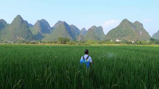 农民在绿色的稻田里劳动喷洒农药视频素材模板下载