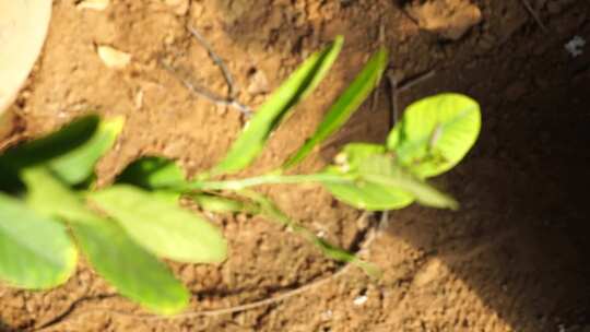 柠檬 柠檬种植 芸香科 柑橘属