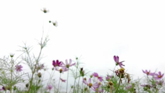 航拍 花海 紫花 格桑花 郊野 怒放 远山