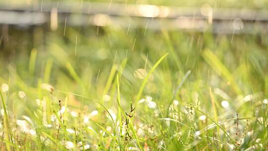 太阳小草雨水灌溉清晨春天淋雨，可商用
