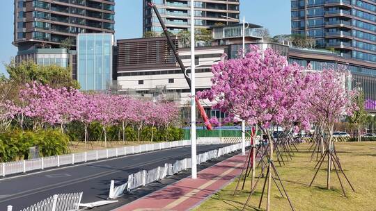 中国广东省广州市海珠区瑞宝街道紫花风铃木