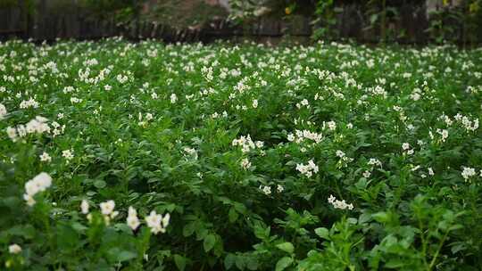 土豆地洋芋花视频素材模板下载