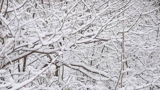 漫天飞雪大雪封山