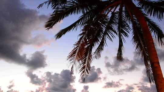 4K棕榈与美丽的天空