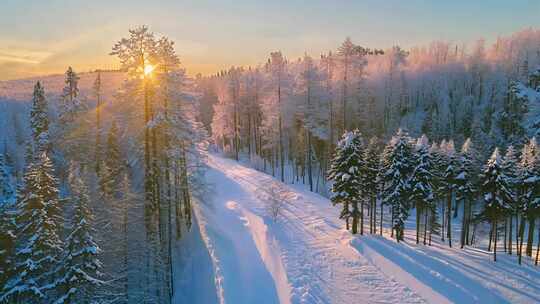 冬日森林雪景雪松雾松冬季雪景新疆旅游