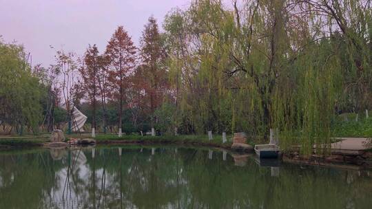 公园湖泊旁边的树