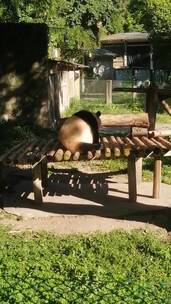 重庆动物园熊猫