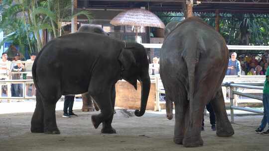4K游乐园动物园国家保护动物大象实拍视频
