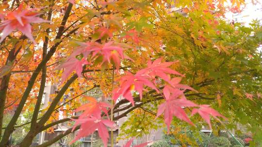 秋天里的美丽红色枫叶
